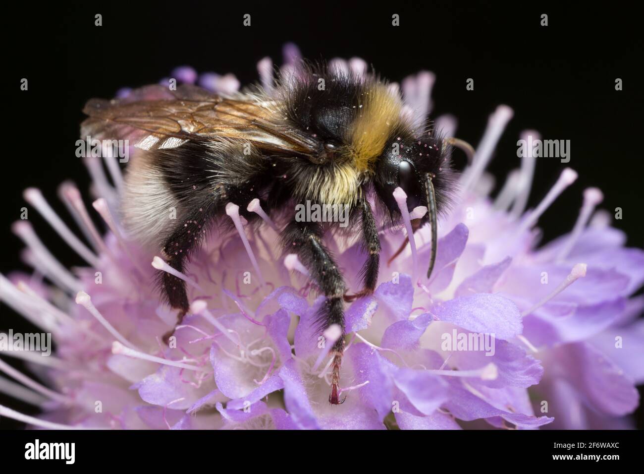 Le bumblebee de la couckoo de la gitane mâle, Bombus bohemius se nourrissant sur le champ scabieux Banque D'Images