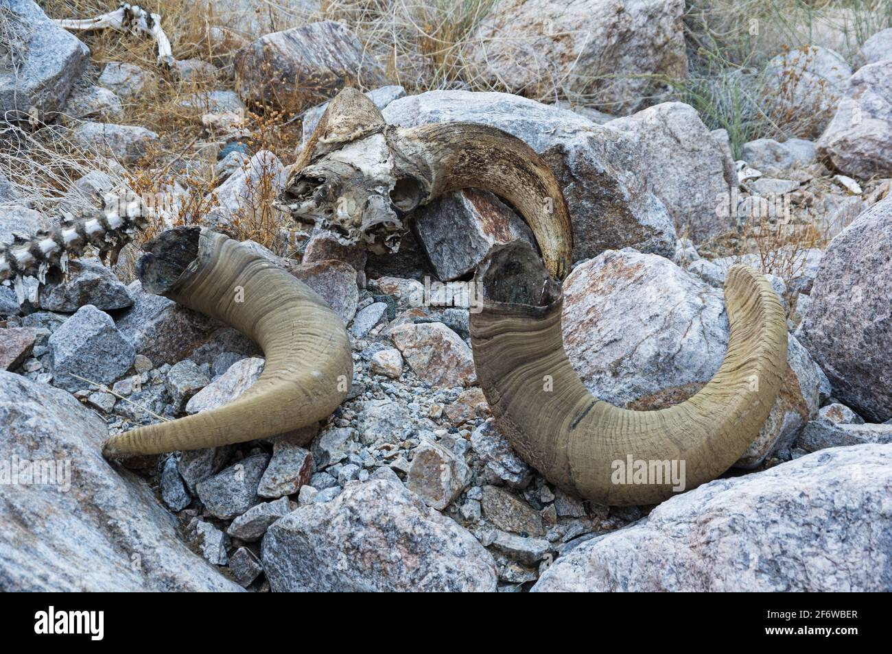 crâne et cornes de mouton et de mouflon de bighorn du désert Banque D'Images