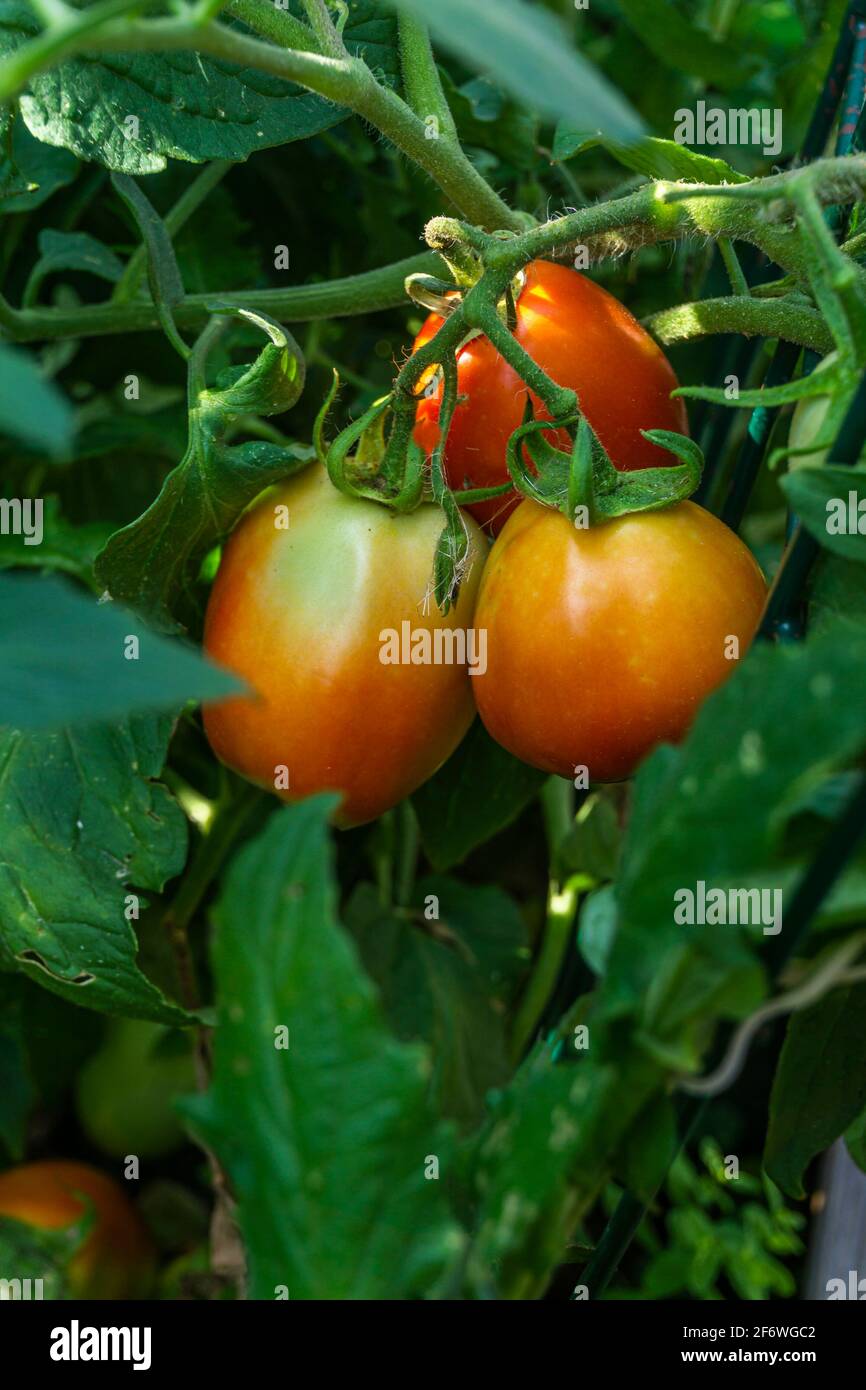 Gros plan d'un bouquet de tomates rouges mûres entourées de les feuilles de la plante dans un jardin Banque D'Images