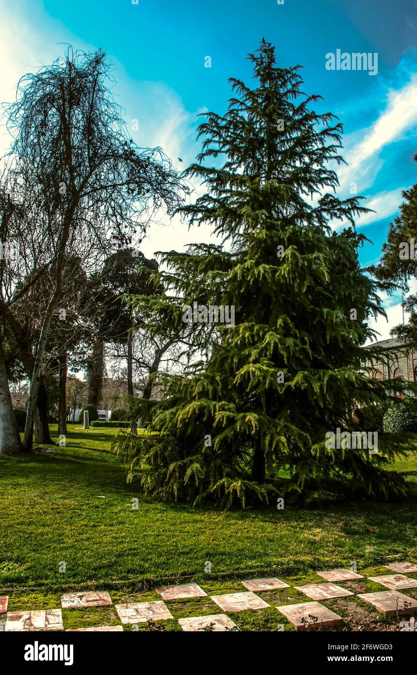 Un beau grand conifères parmi les mélèzes à la tombée feuilles sur une pelouse recouverte d'herbe verte dans le Jardin d'hiver du Palais Golestan i Banque D'Images