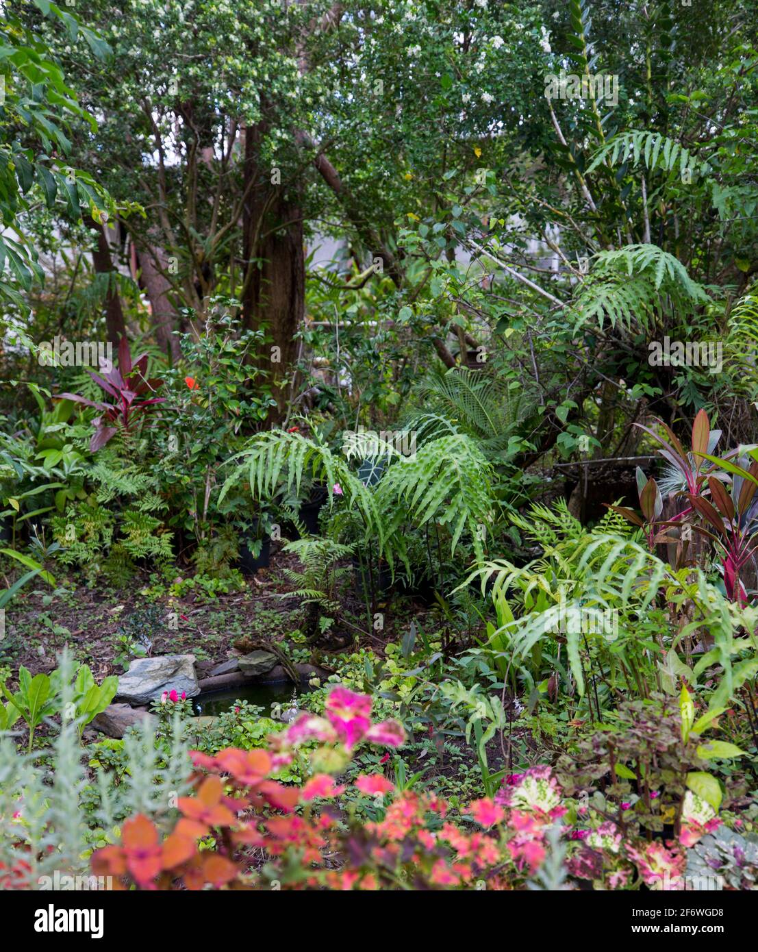 Jardin subtropical luxuriant avec fougères vertes, plantes à feuillage coloré - cordylines et coleus, sous une voûte d'arbres en Australie Banque D'Images