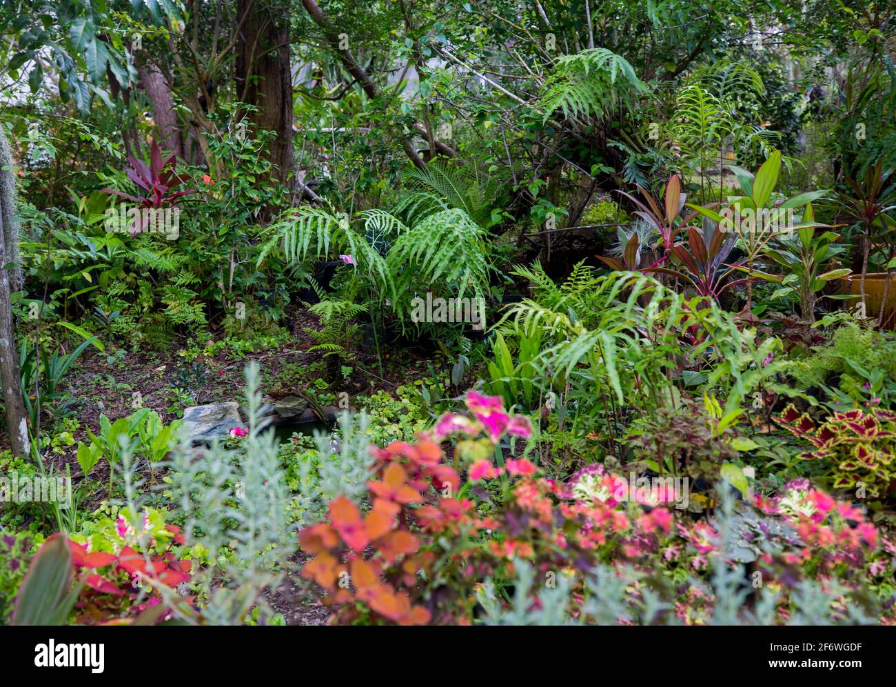 Jardin subtropical luxuriant avec fougères vertes, plantes à feuillage coloré - cordylines et coleus, sous une voûte d'arbres en Australie Banque D'Images