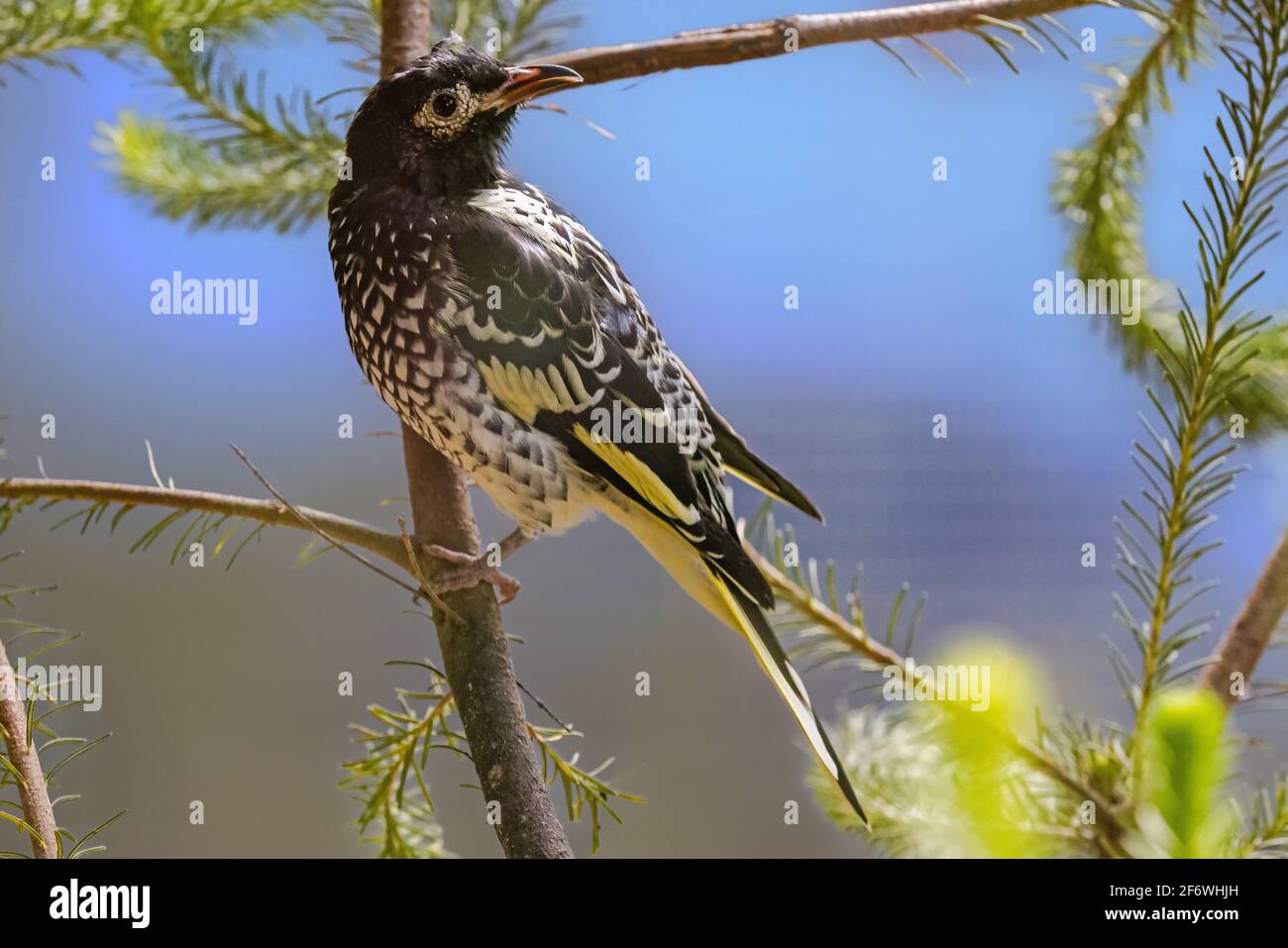 Regent Honeyeater Banque D'Images