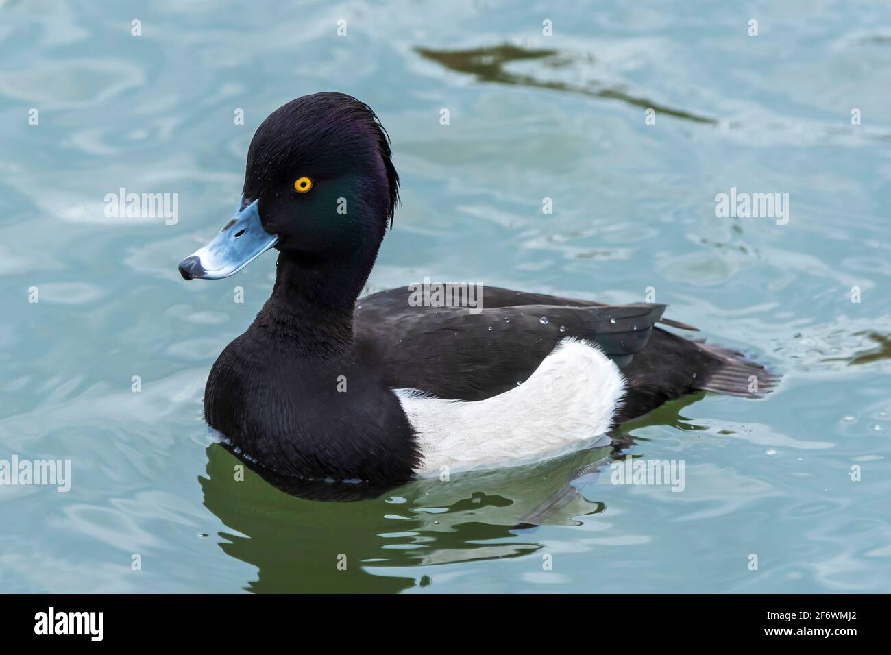 Maillot de bain de canard touffeté mâle sur le lac Radipole à Dorset, au Royaume-Uni Banque D'Images