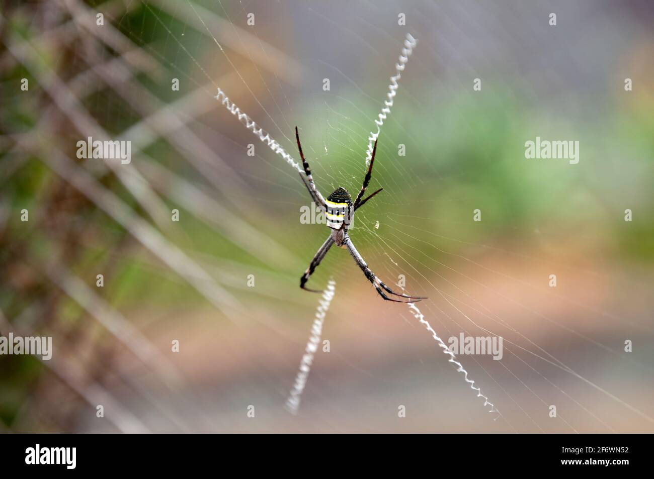 Sydney Australie, Argiope keyserlingi ou Argiope aetherea tous deux connus sous le nom d'araignée croisée de St Andrews Banque D'Images