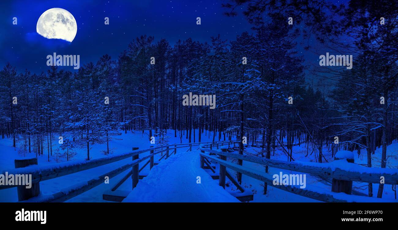Nuit étoilée magique avec pleine lune dans la forêt d'hiver. Chemin en bois couvert de neige dans la forêt de pins. Forêt de conifères avec sentier en lune pendant Banque D'Images