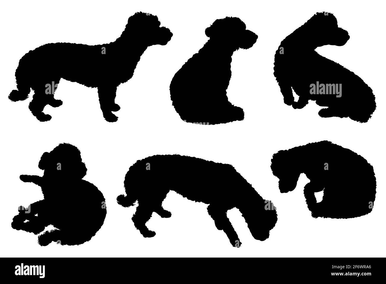 Collection de silhouettes bichon maltais isolées sur blanc Banque D'Images