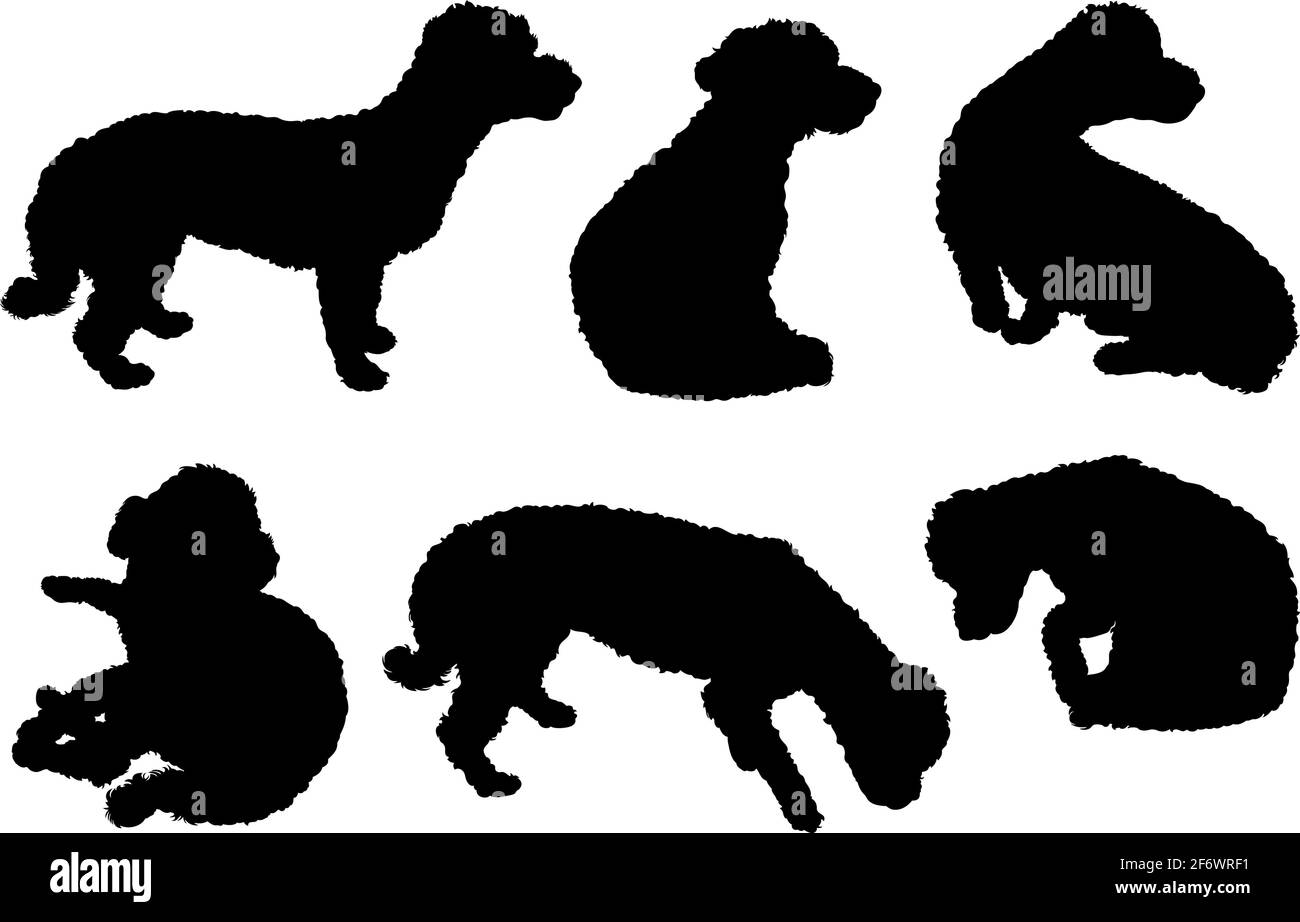 Collection de silhouettes bichon maltais isolées sur blanc Illustration de Vecteur
