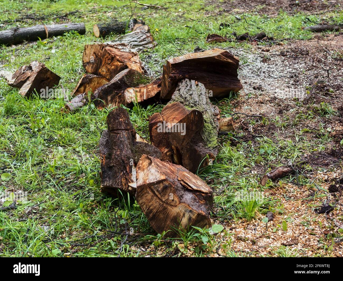 Scié de vieux arbres dans le parc au printemps, Moscou Banque D'Images