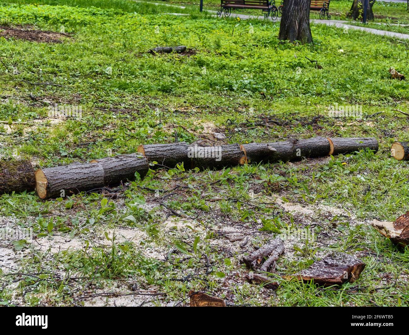 Scié de vieux arbres dans le parc au printemps, Moscou Banque D'Images