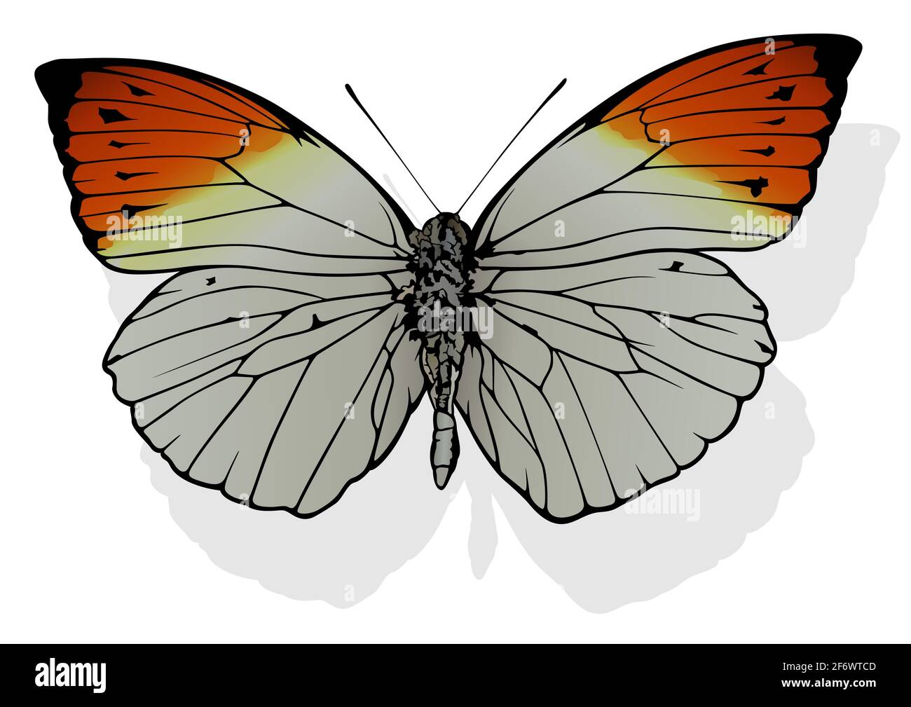 Grande pointe Orange Butterfly Illustration de Vecteur