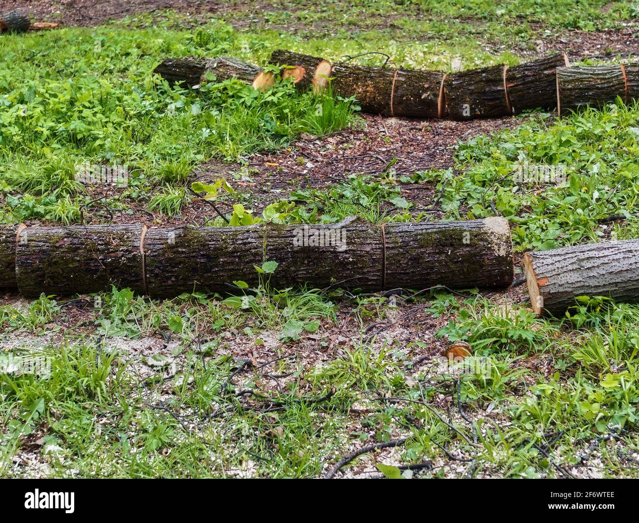 Scié de vieux arbres dans le parc au printemps, Moscou Banque D'Images