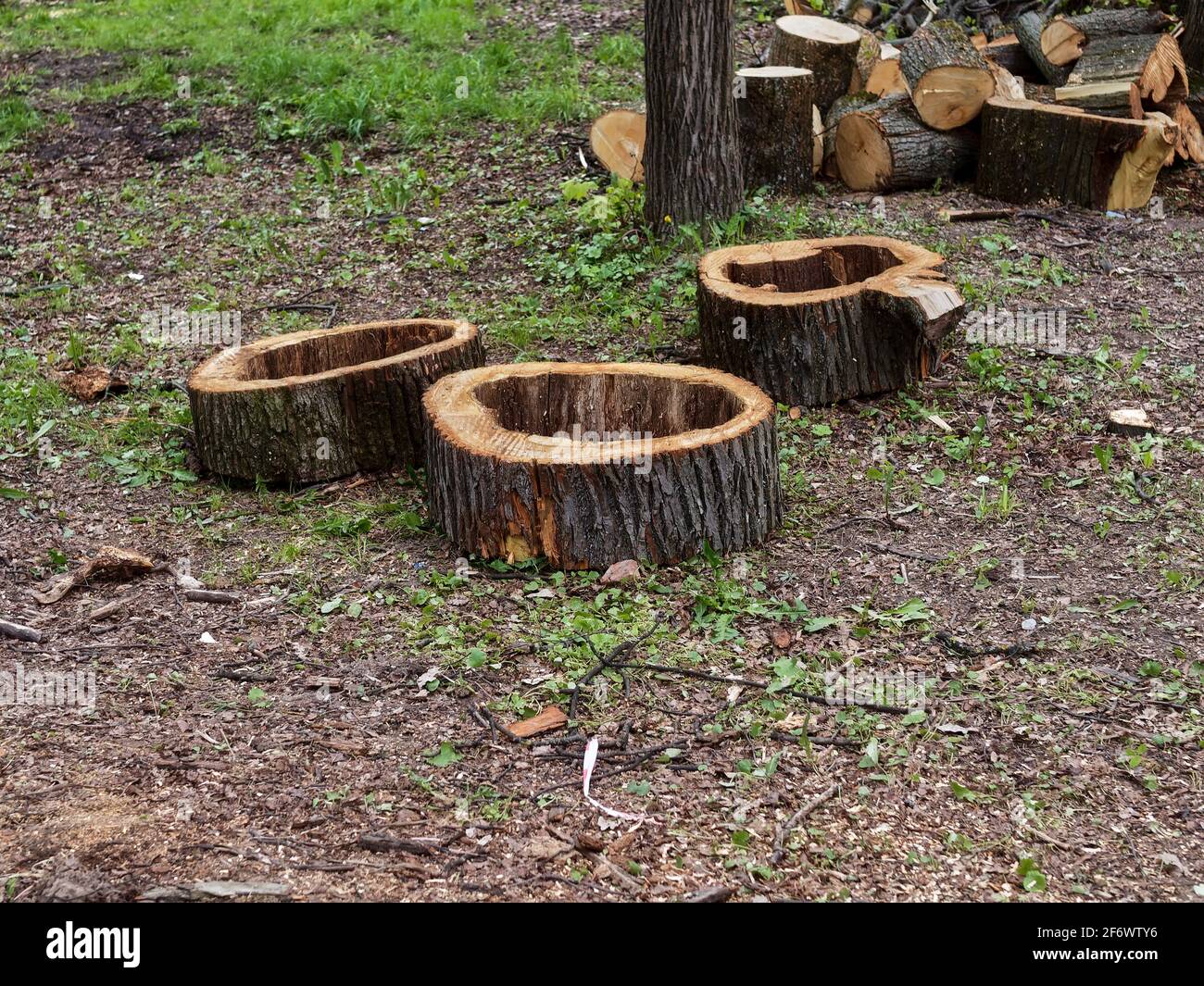 Scié de vieux arbres dans le parc au printemps, Moscou Banque D'Images