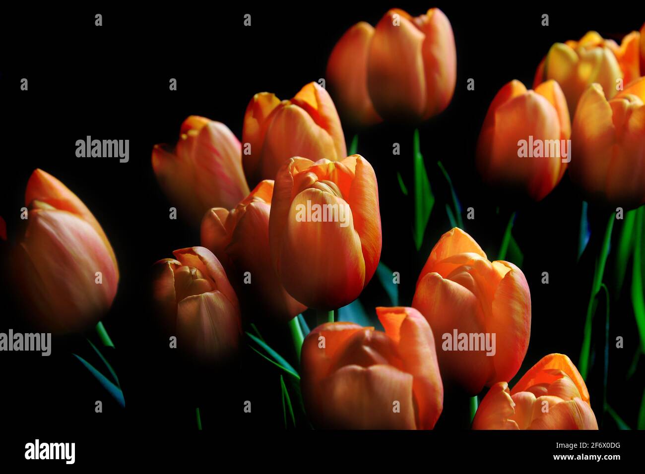 Un bouquet de belles tulipes orange fleurit, éclairé sur le côté, sur fond sombre. Ancienne influence principale. Banque D'Images