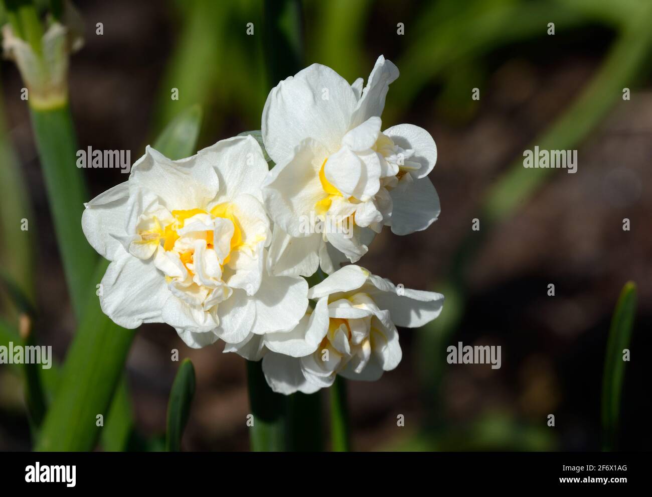 Narcisse Couronne de la mariée Daffodil Couronne de la mariée longue durée doubles jonquilles Banque D'Images