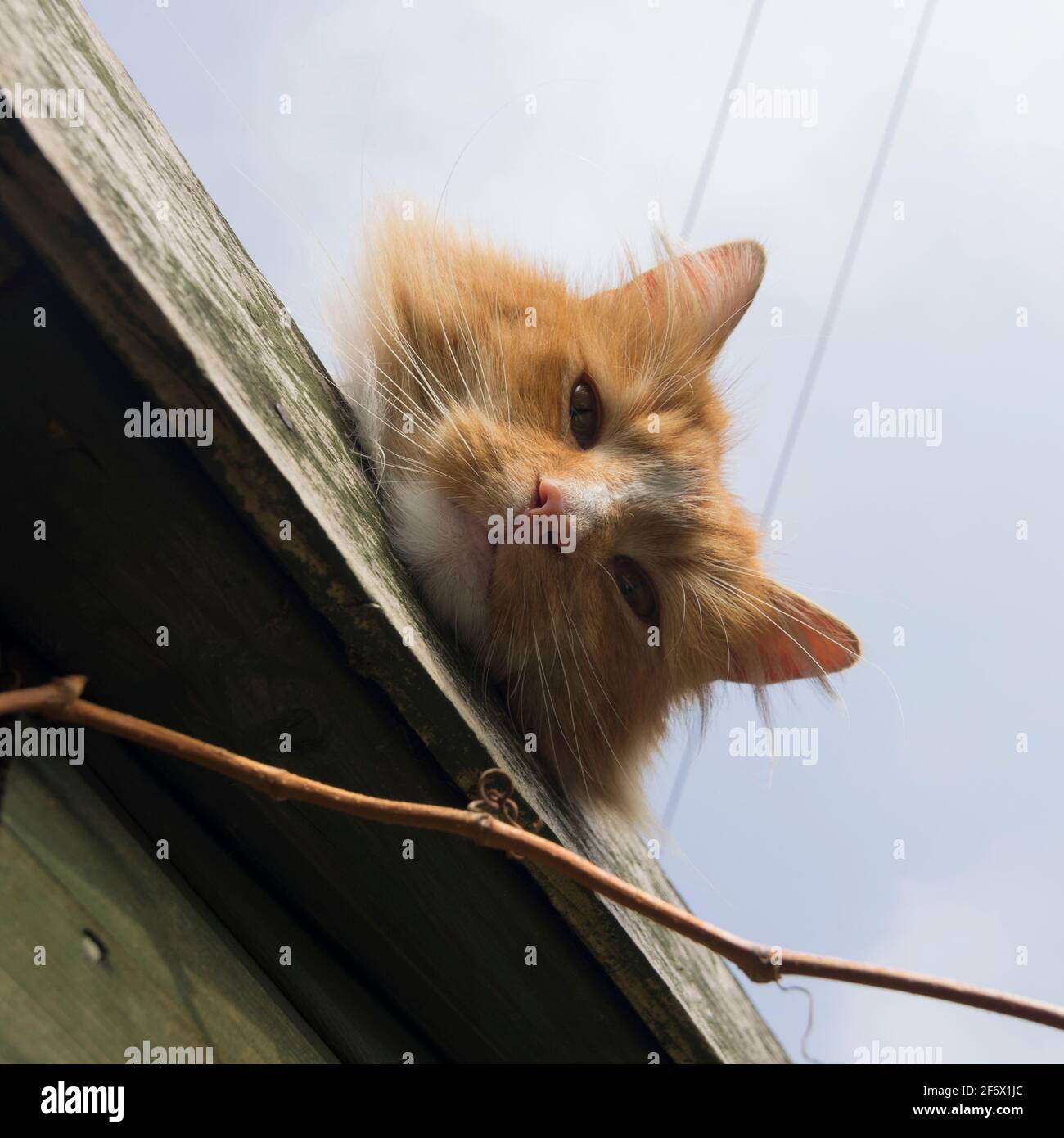 Un chat de gingembre sur le toit d'un abri de jardin vert, sa tête pochant sur le bord, regardant vers le bas la caméra. ROYAUME-UNI Banque D'Images