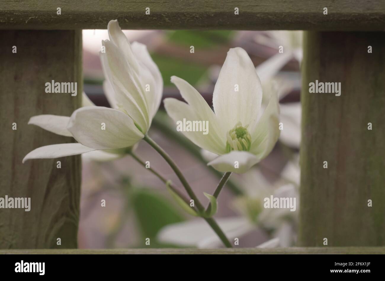 Fleurs blanches de Clematis armandii encadrées par un treillis en bois. ROYAUME-UNI Banque D'Images