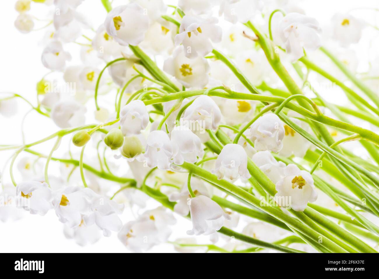 Les cloches blanches de Lily de la vallée des fleurs se ferment haut Banque D'Images