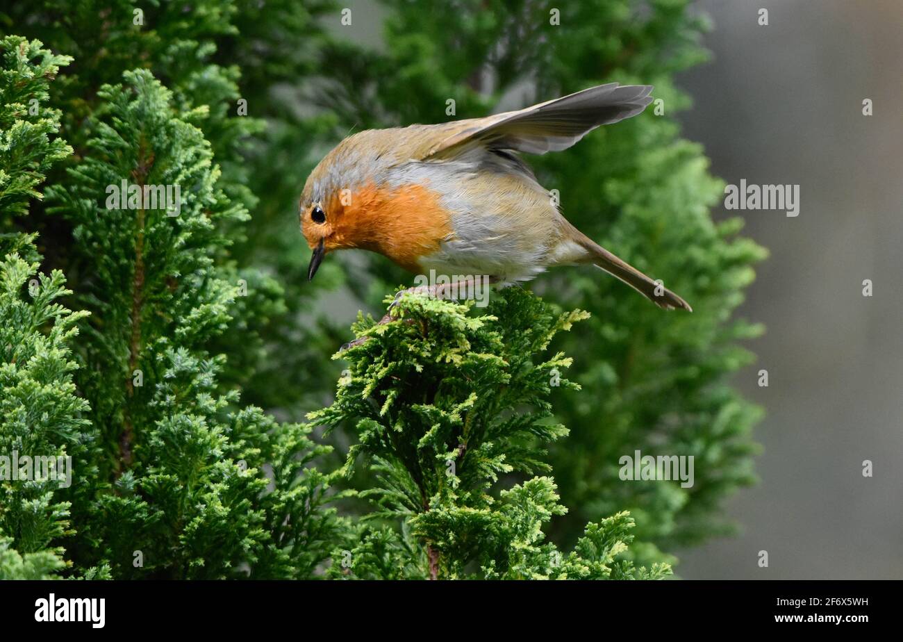 Robin assis dans une conifères avec des ailes étirées sur environ à voler Banque D'Images