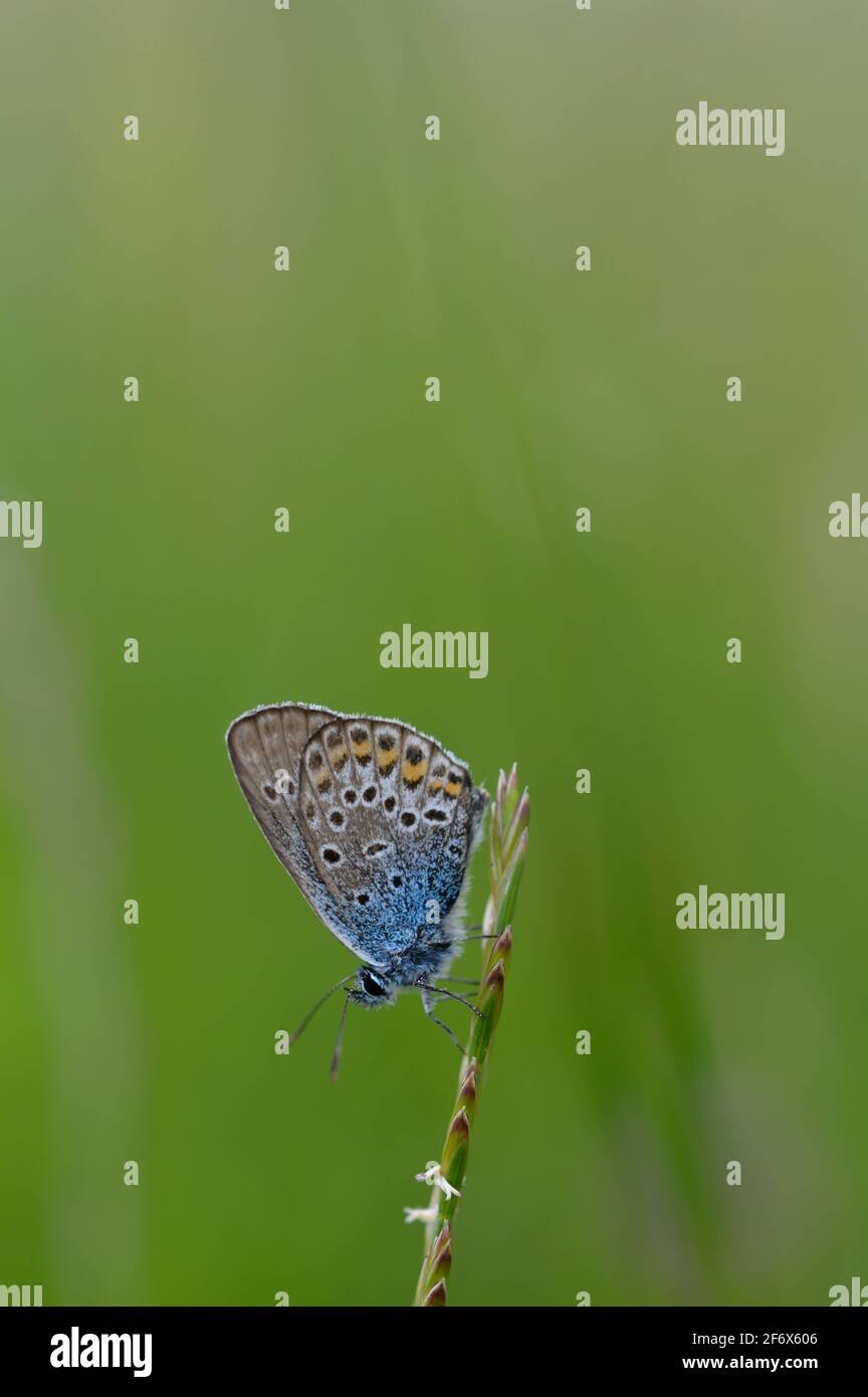 Lycaenidae papillon dans la nature sur une plante gros plan, petit papillon avec corps bleu brun et ailes grises avec des taches Banque D'Images