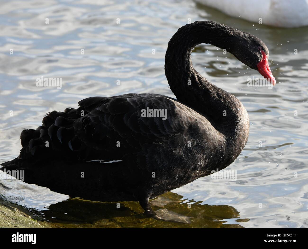 Gros plan d'un cygne noir avec plumes à volant sur le fleuve Itchen, Hampshire, Royaume-Uni Banque D'Images