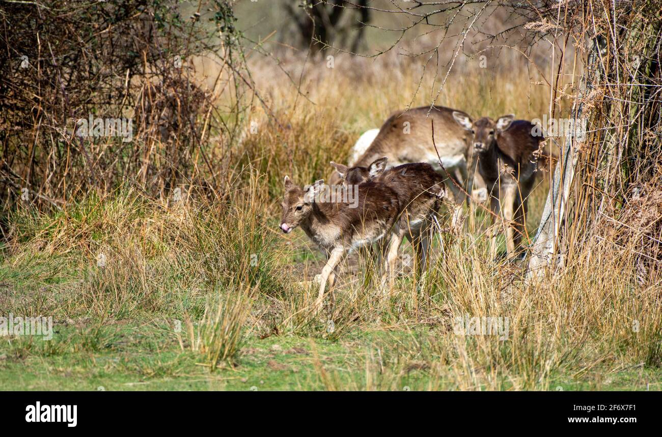 Cerf de Virginie dans le parc national de New Forest, Hampshire, Royaume-Uni Banque D'Images