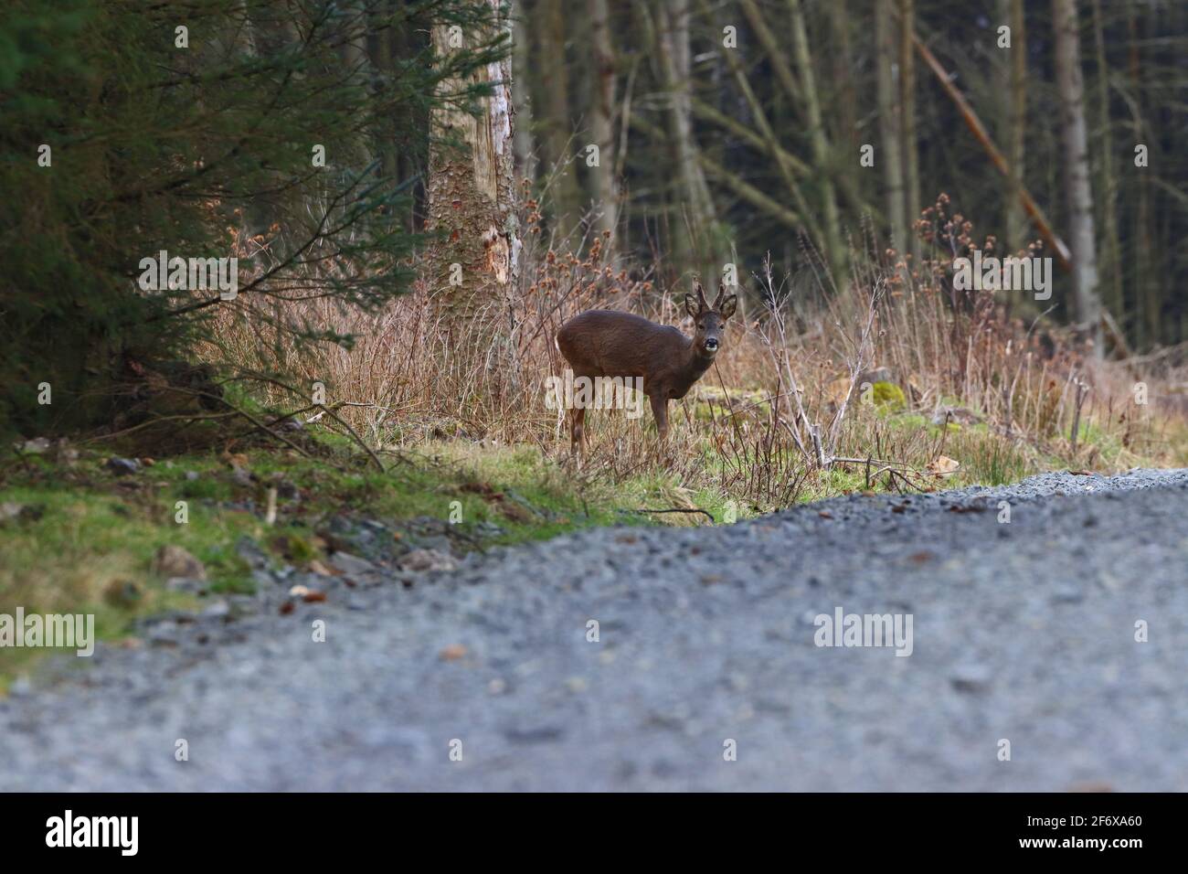 Roe Deer dans une forêt à Springtime Banque D'Images