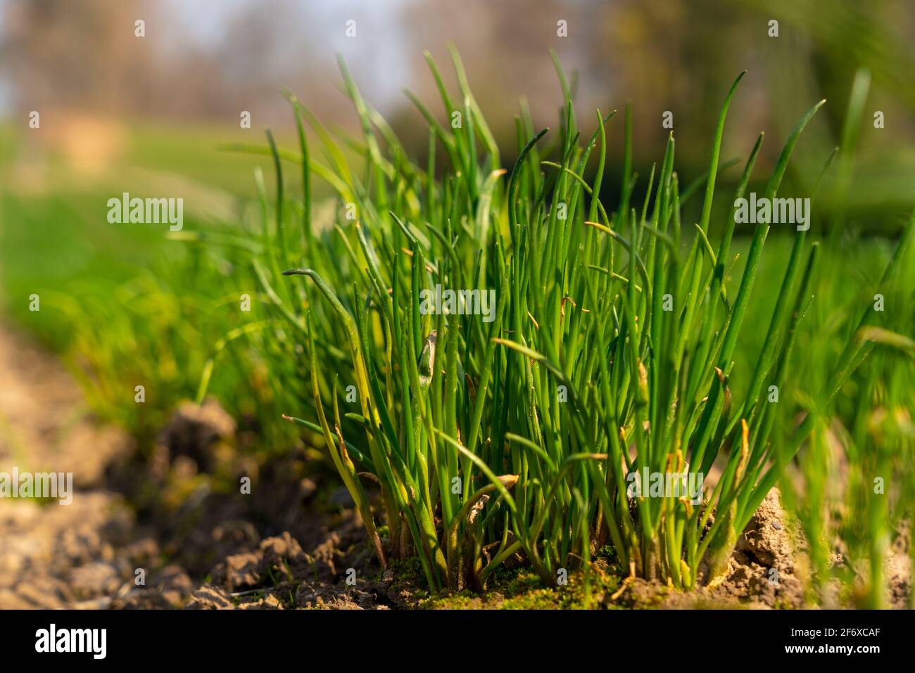 Agriculture, pépinière, plantules de ciboulette, fraîchement plantées dans le champ, Banque D'Images