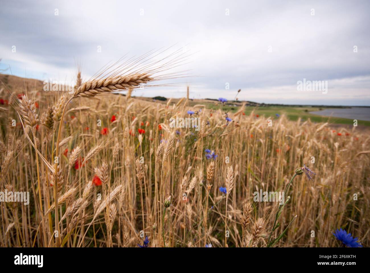 Champ de maïs avec fleurs sauvages dans les collines de Zicker de l'île Ruegen Banque D'Images