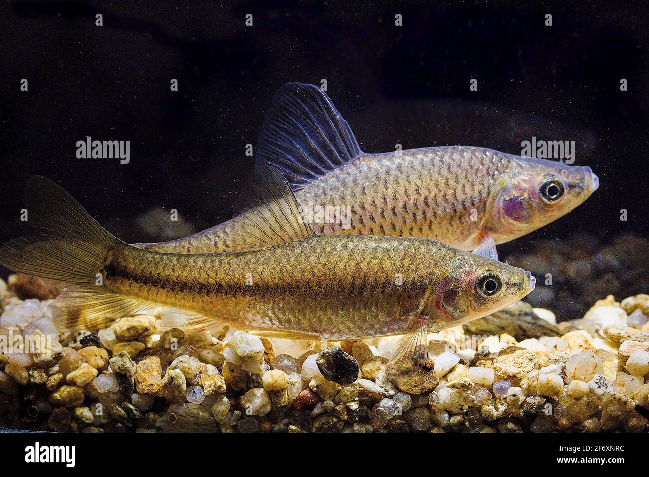 La pierre moroko (Pseudorasbora parva) deux poissons envahissants habitat sous-marin Banque D'Images