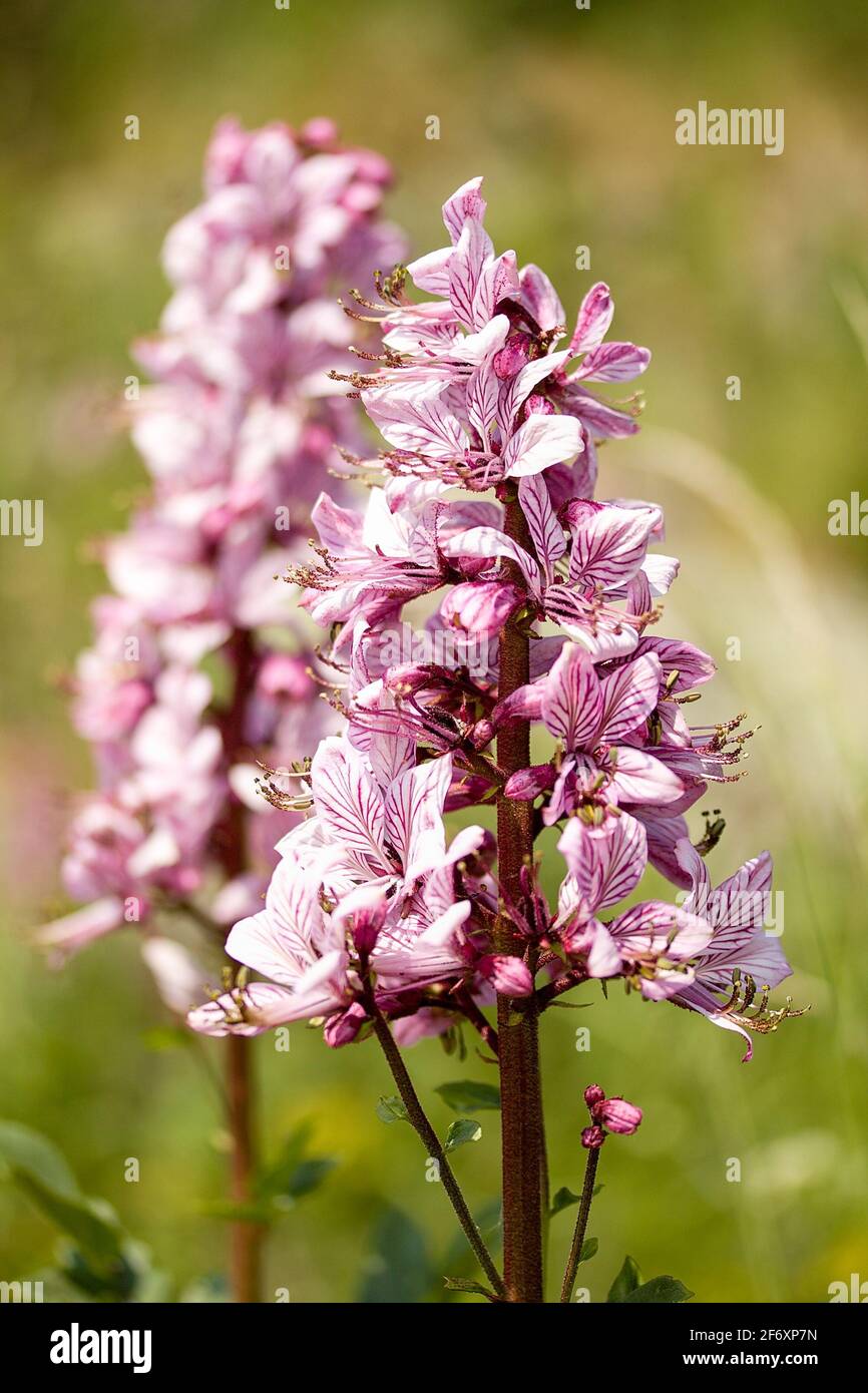 Buisson, dittany, plante à gaz ou fraxinella (Dictamnus albus) en fleurs dans un habitat naturel Banque D'Images