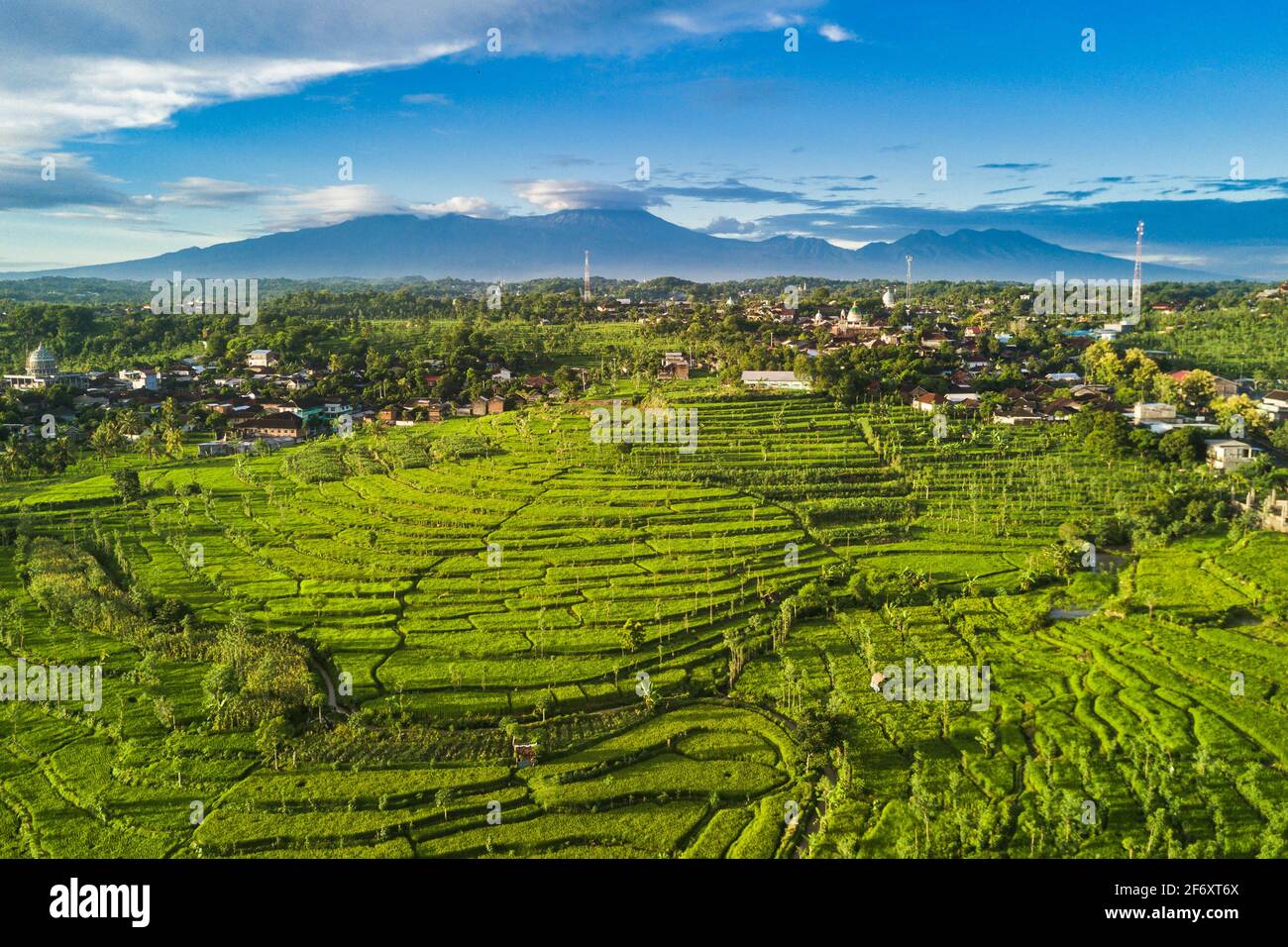 Vue aérienne des champs de riz tropicaux dans le paysage rural, Mandalika, Lombok, Nusa Tenggara Ouest, Indonésie Banque D'Images