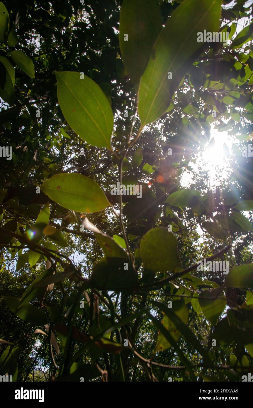 Feuilles de cannelle, Cinnamomum verum, avec rétroéclairage. Vue à angle bas Banque D'Images