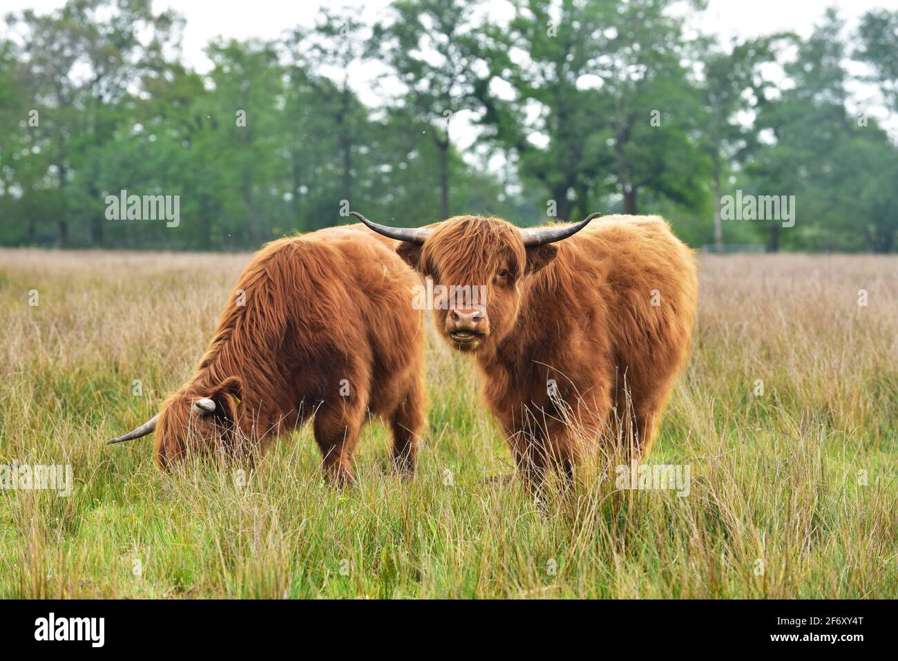 Deux jeunes Scottish Highlanders Banque D'Images