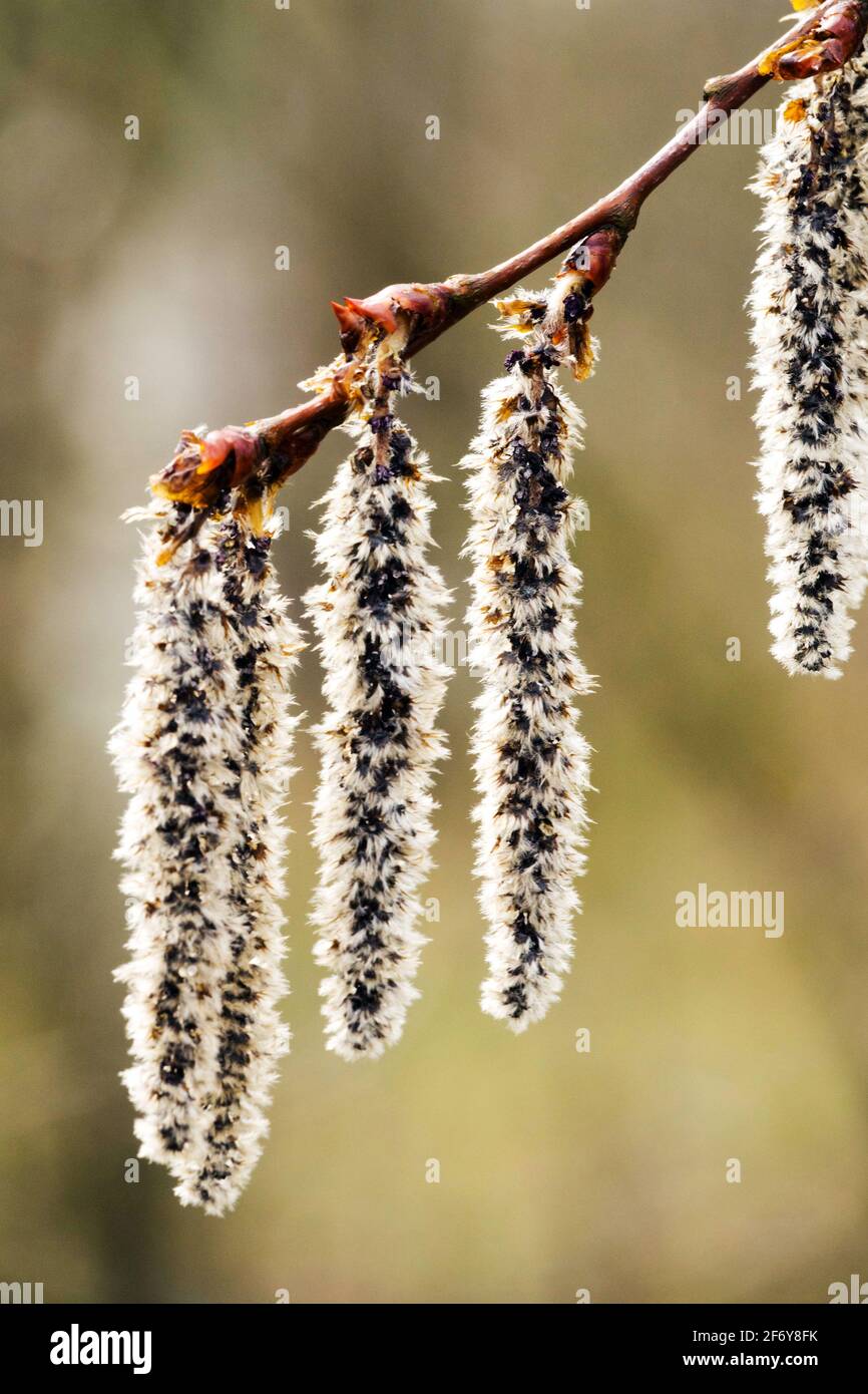 Populus tremula catkins, peuplier faux-tremble eurasien, branche européenne de peuplier faux-tremble Banque D'Images