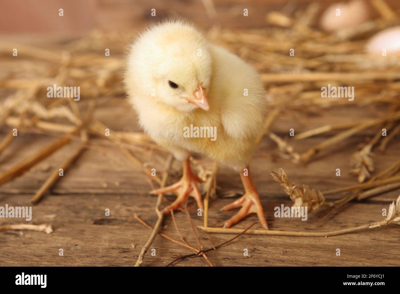 élevage de volaille - les poussins jaunes nouvellement éclos Banque D'Images