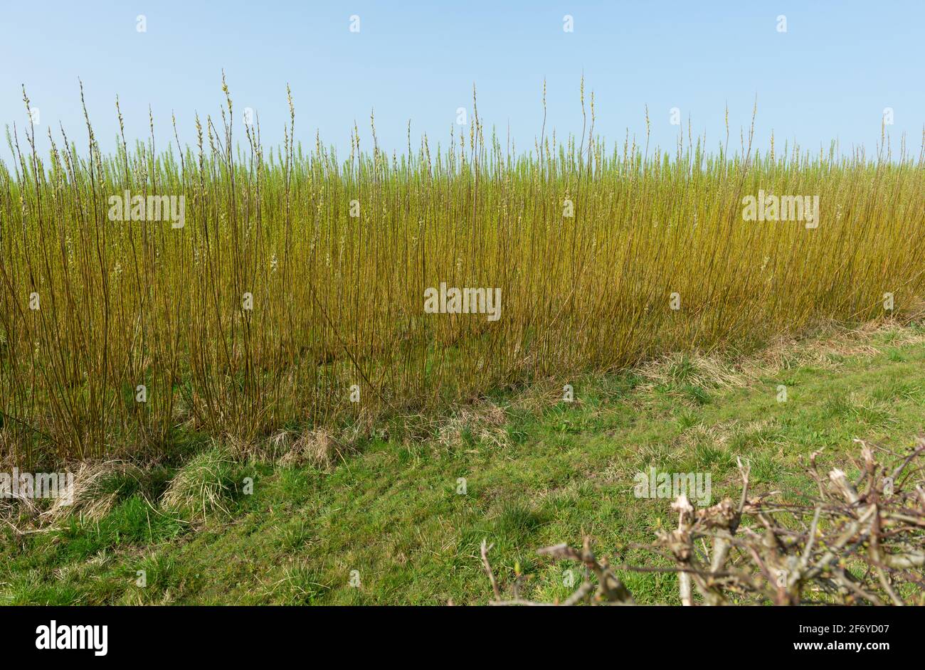 Des saules copiqués densément plantés sont cultivés sur une courte rotation base comme une récolte d'énergie renouvelable - source d'énergie verte Banque D'Images Des saules copiqués densément plantés sont cultivés sur une courte rotation base comme une récolte d'énergie renouvelable - source d'énergie verte Banque D'Images