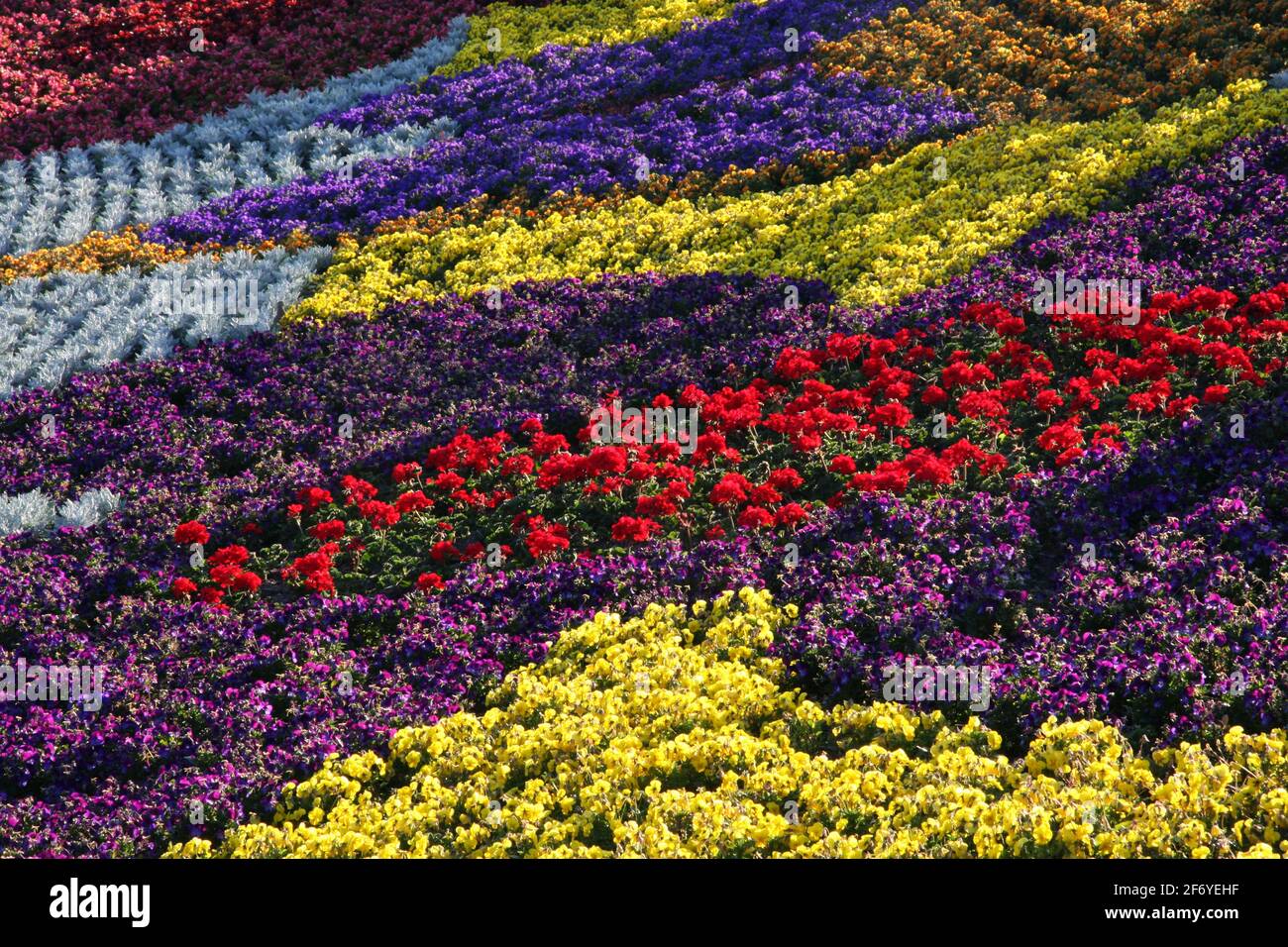 Jardin coloré lumineux lit de fleurs avec un motif abstrait patchwork en violet, jaune, rouge et bleu Banque D'Images