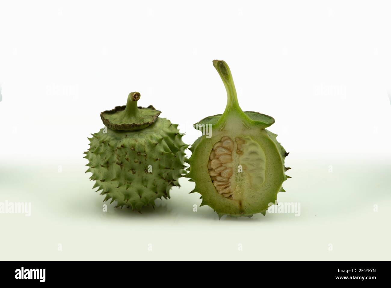 Mumbai , Inde - 15 mars 2021, gousses de graines de Datura (Datura stramonium, connu sous les noms communs de pommier, jimsonweed ou le snare du diable) à Mumbai Mah Banque D'Images