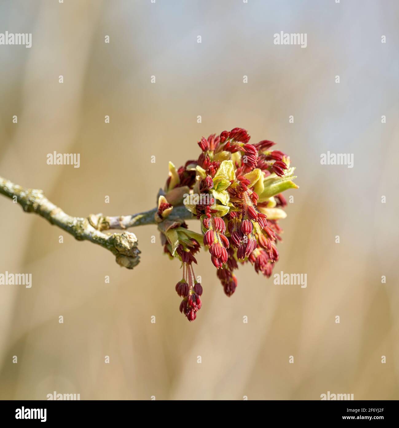 Fleurs mâles d'une érable à frêne (Acer negundo) Dans un parc de Magdeburg au printemps Banque D'Images