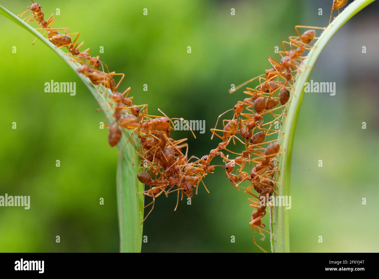 ANT action debout.Ant Bridge Unity team, concept team work Together Red ant,Weaver Ants (Oecophylla smaragdina),action de fourmis de nourriture Banque D'Images