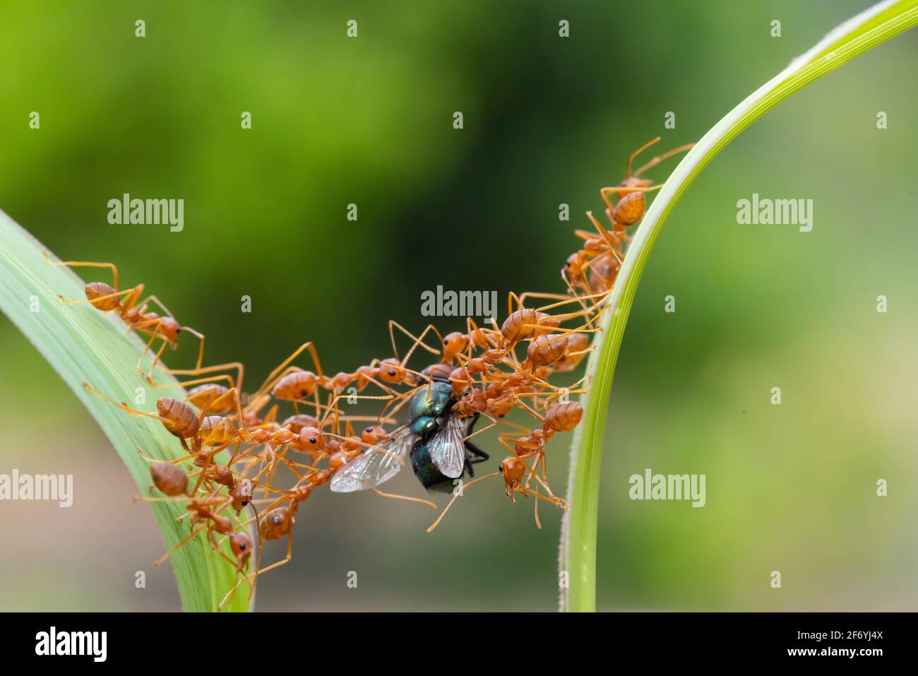 ANT action debout.Ant Bridge Unity team, concept team work Together Red ant,Weaver Ants (Oecophylla smaragdina),action de fourmis de nourriture Banque D'Images