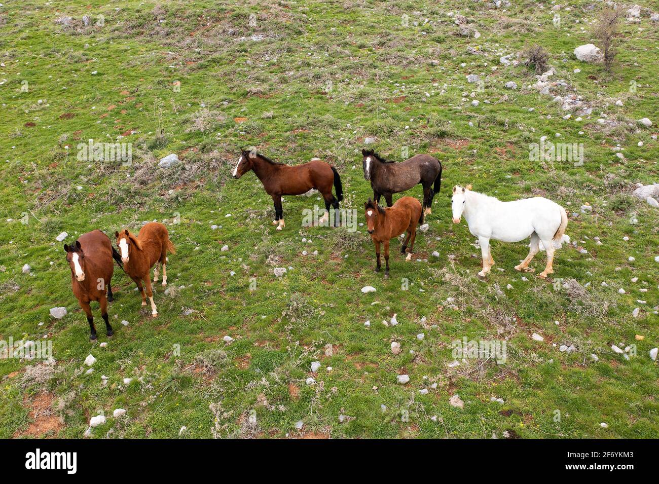 Chevaux sauvages debout dans un pré vert, image aérienne. Banque D'Images