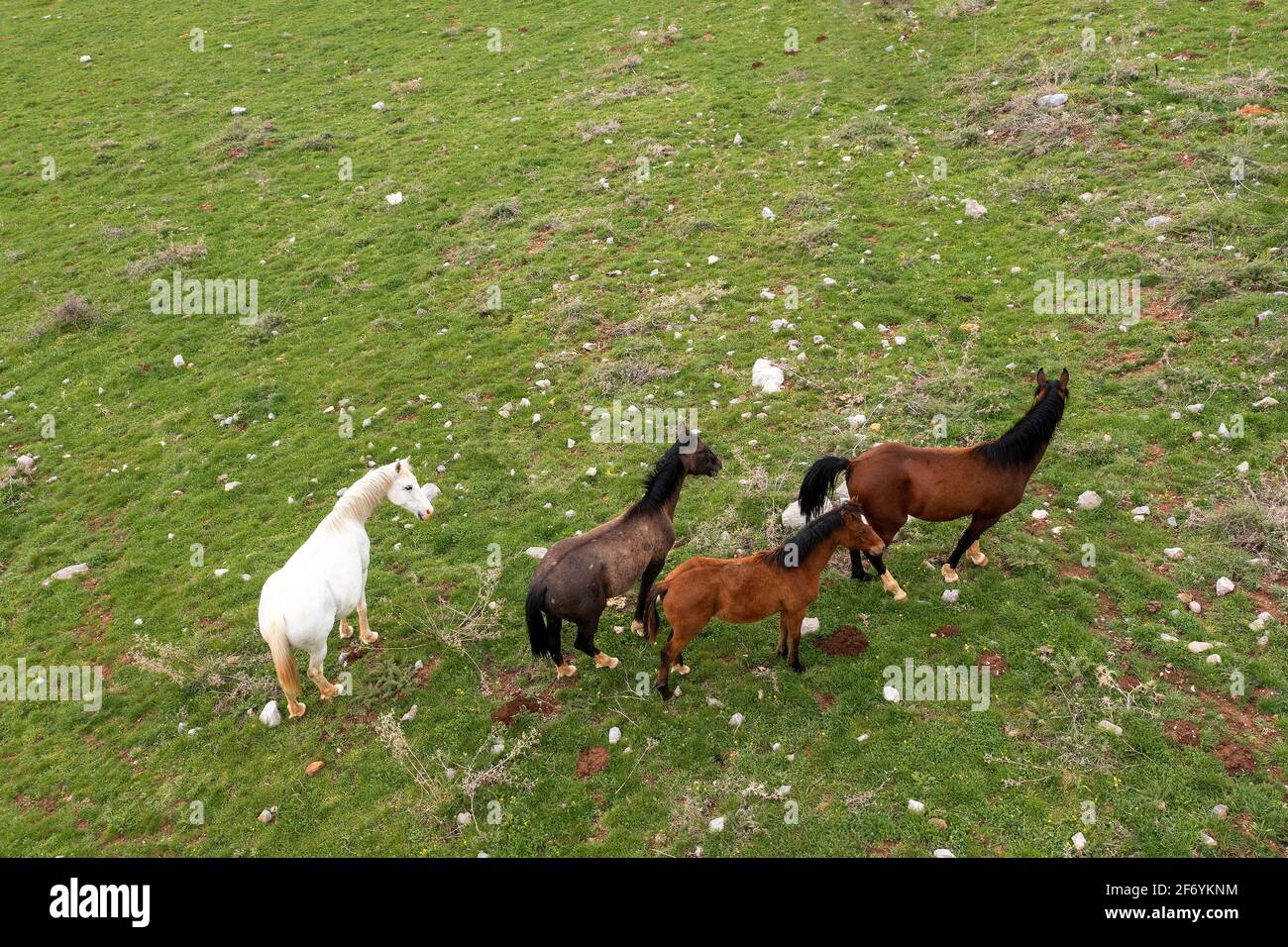 Chevaux sauvages debout dans un pré vert, image aérienne. Banque D'Images