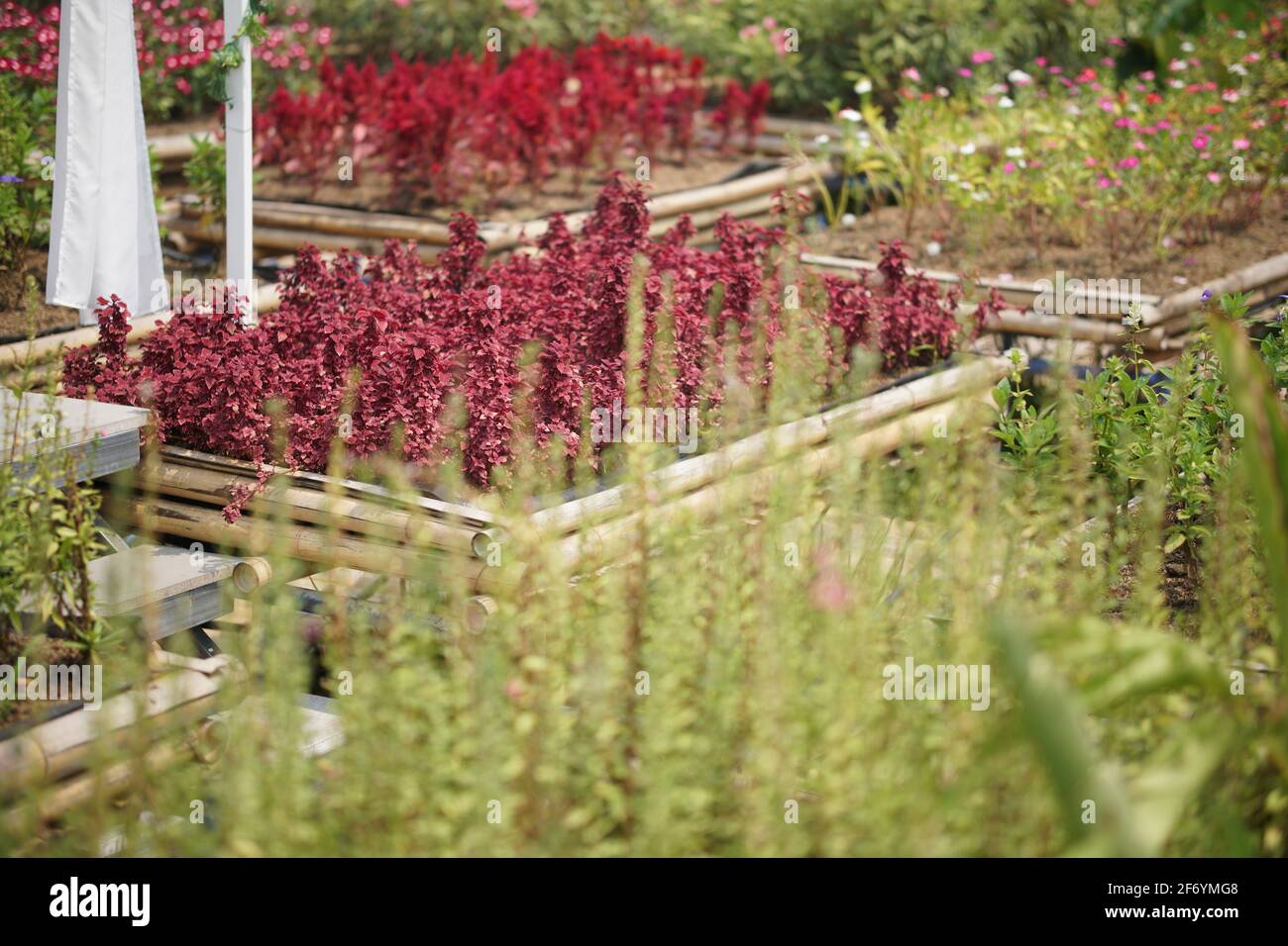 feuilles de plantes vertes rouges décorant en pot de fleurs dans le parc de jardin. Banque D'Images