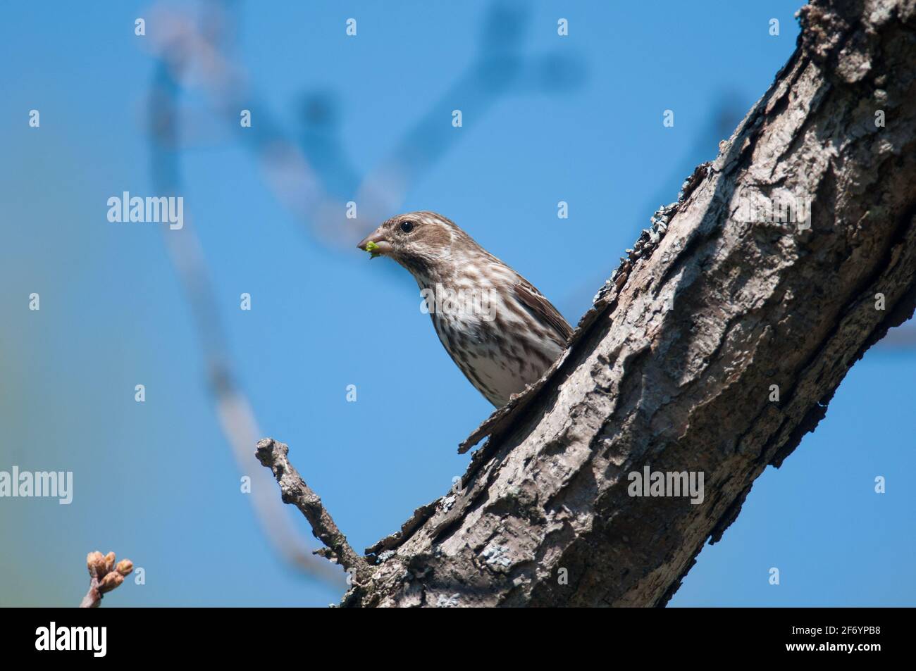 Roselin pourpré femelle Banque D'Images