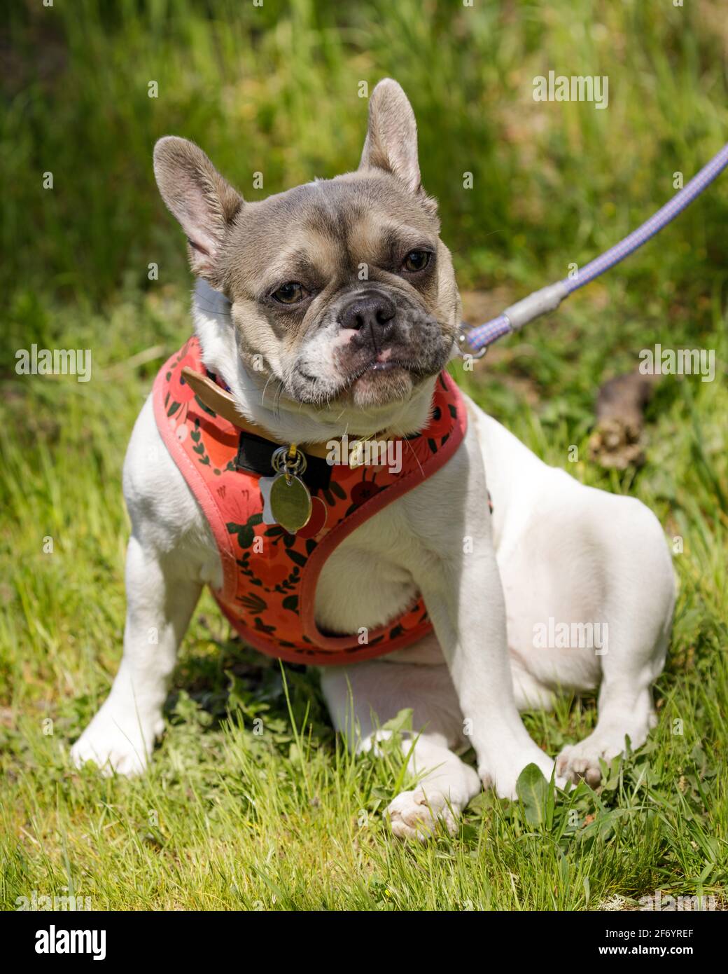 5 mois-Frenchie femelle blanc et Havane assis et regardant la caméra. Parc pour chiens hors-laisse dans le nord de la Californie. Banque D'Images