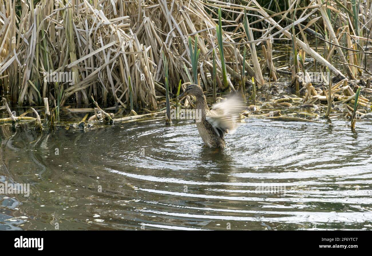 Canard colvert femelle se baignant dans l'étang Banque D'Images