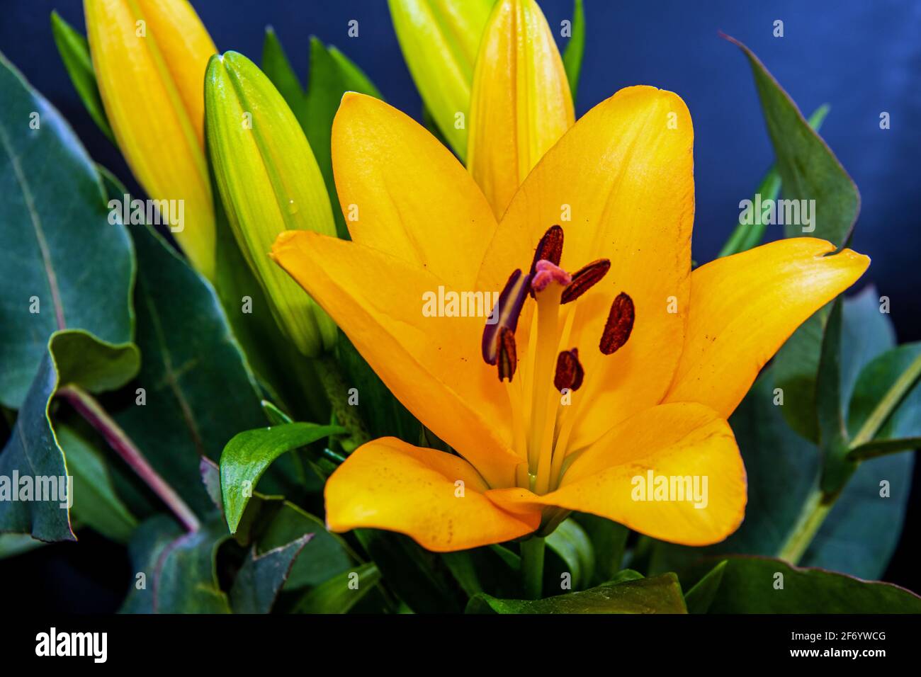 gros plan d'une fleur de lys de couleur orange de feuilles vertes Banque D'Images