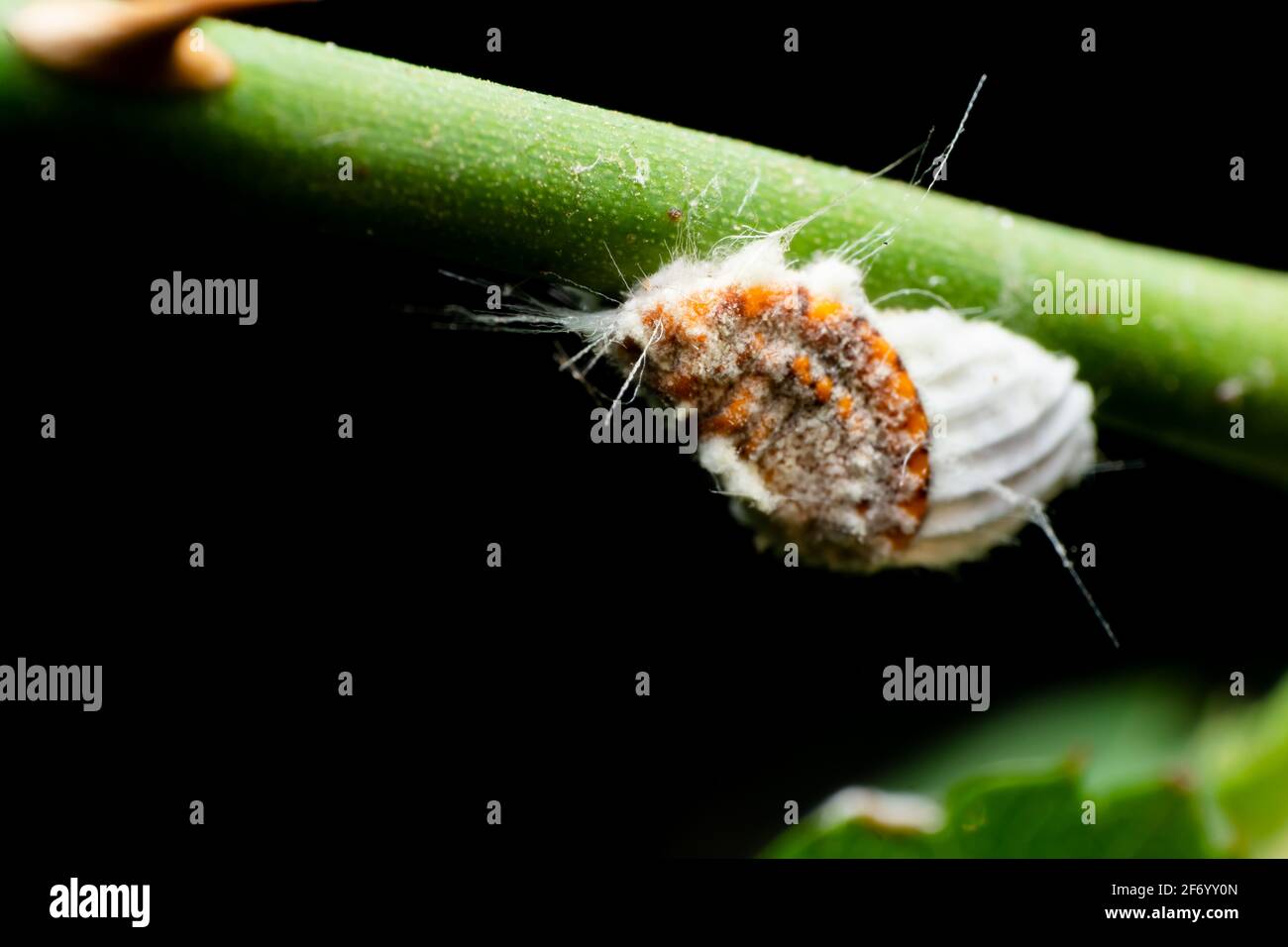 L'insecte de la balance de coussin de cotony également connu sous le nom d'Icerya echasi qui sont nuisibles insectes nuisibles peuvent endommager les arbres, la goutte de fruit, défoliation résultant de la fe Banque D'Images